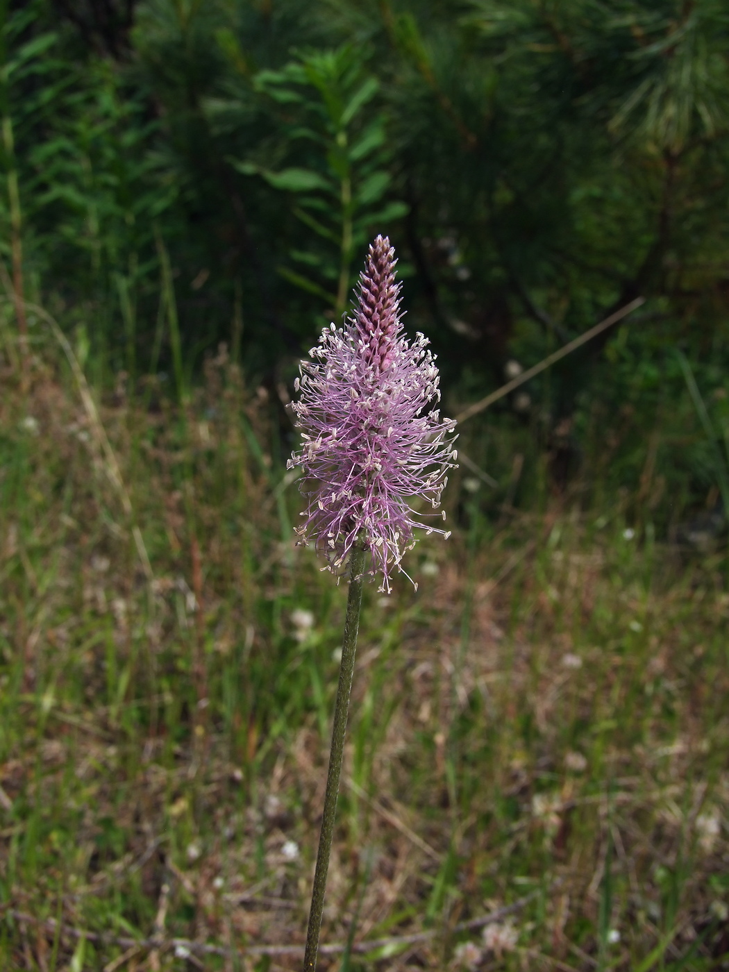 Image of Plantago media specimen.