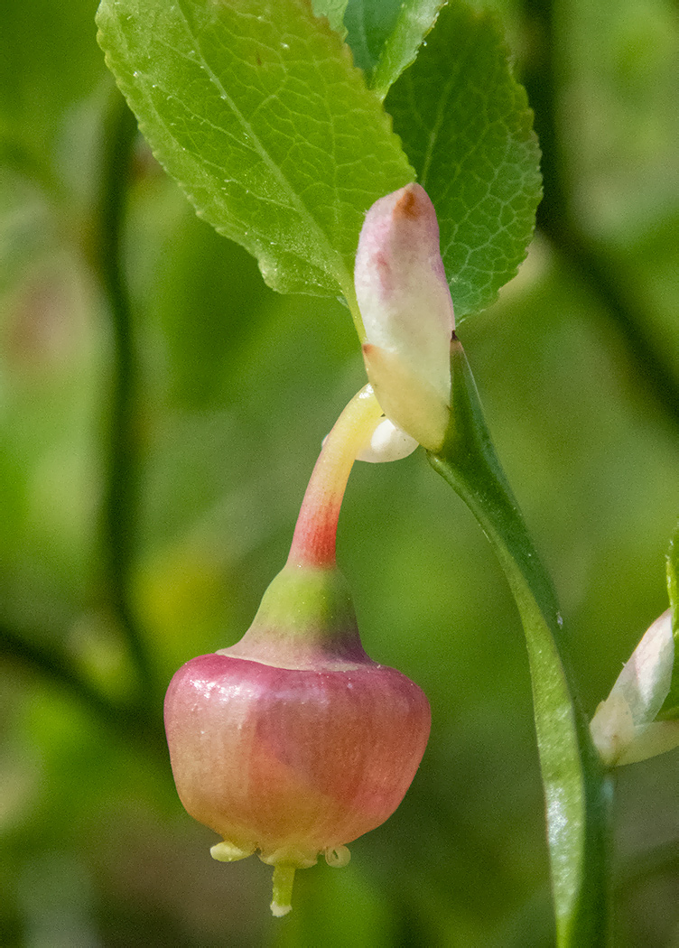 Image of Vaccinium myrtillus specimen.