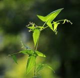 Image of taxon representative. Author is Вера Волкотруб