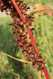 Rumex aquaticus. Часть побега с соплодиями со зрелыми плодами. Карелия, г. Медвежьегорск, побережье Онежского оз. близ ул. Онежская, граница зарастающего ивой сухого разнотравно-злакового луга и песчаного пляжа. 06.08.2022.