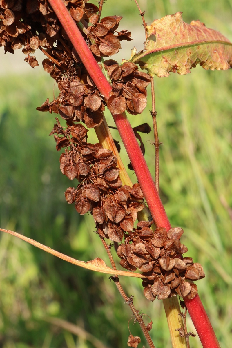 Изображение особи Rumex aquaticus.