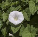 Calystegia sepium