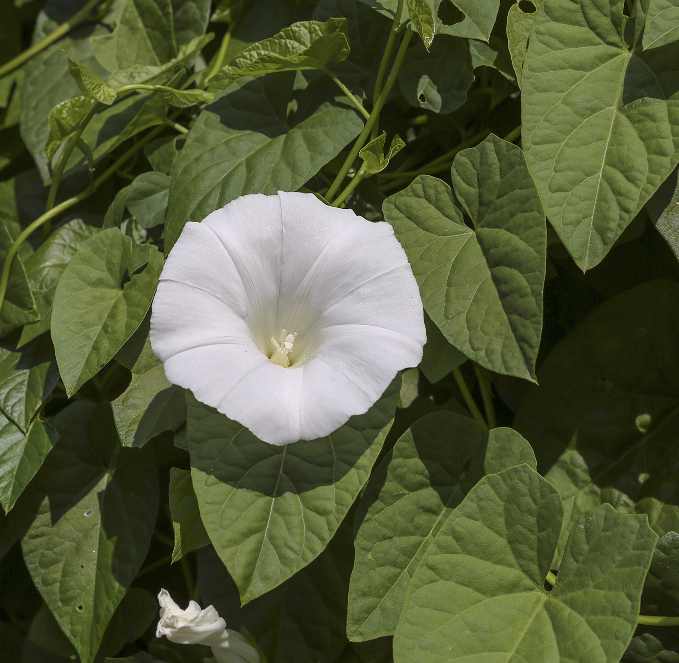 Image of Calystegia sepium specimen.