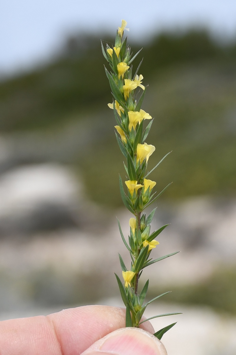 Image of Linum strictum ssp. spicatum specimen.