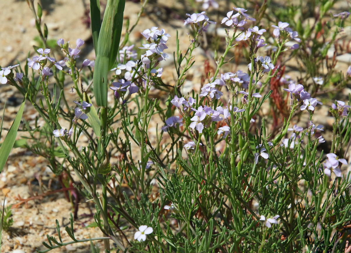 Image of Cakile euxina specimen.