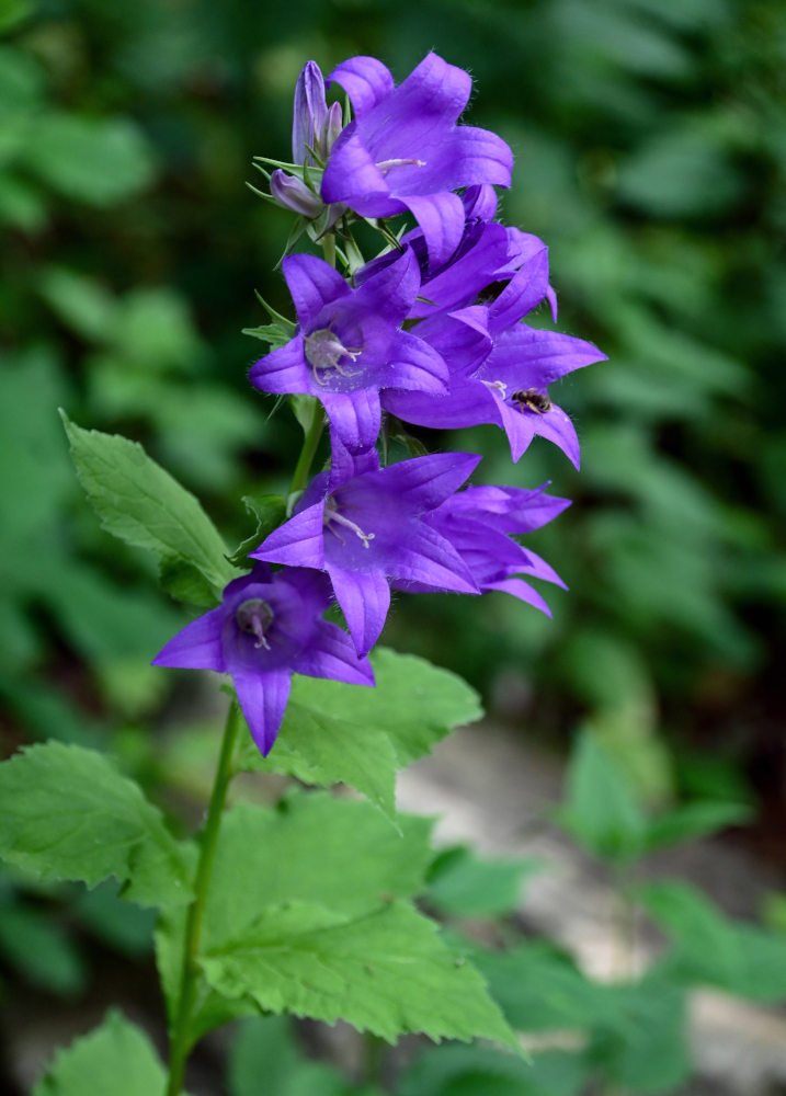 Image of Campanula latifolia specimen.