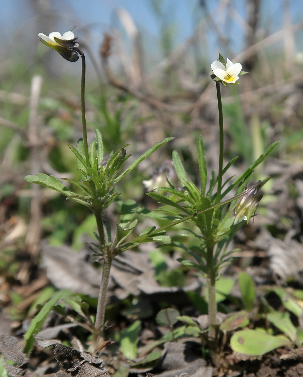 Image of Viola kitaibeliana specimen.