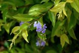 Duranta erecta