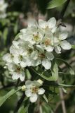 Pyrus salicifolia. Цветки и листья. Санкт-Петербург, Фрунзенский р-н, парк \"Яблоневый сад\", в культуре. 14.05.2023.