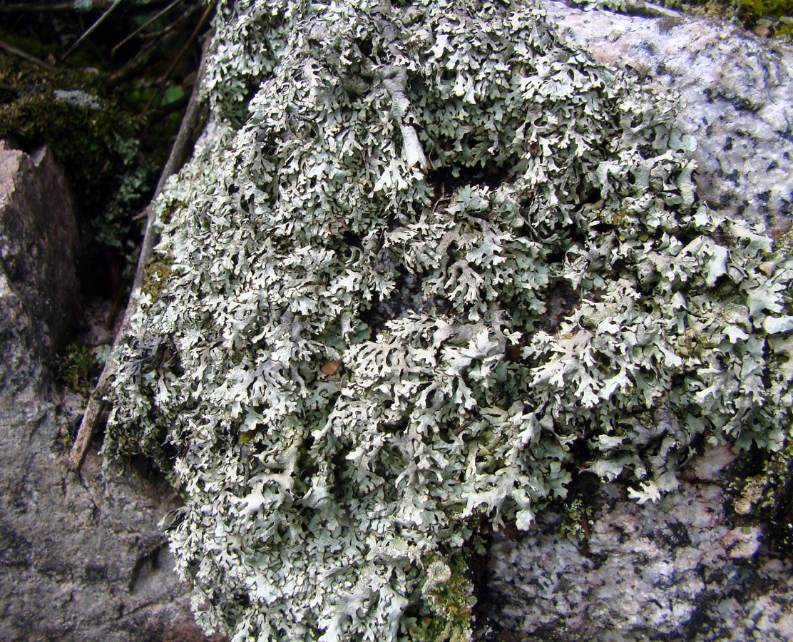 Image of division Ascomycota specimen.