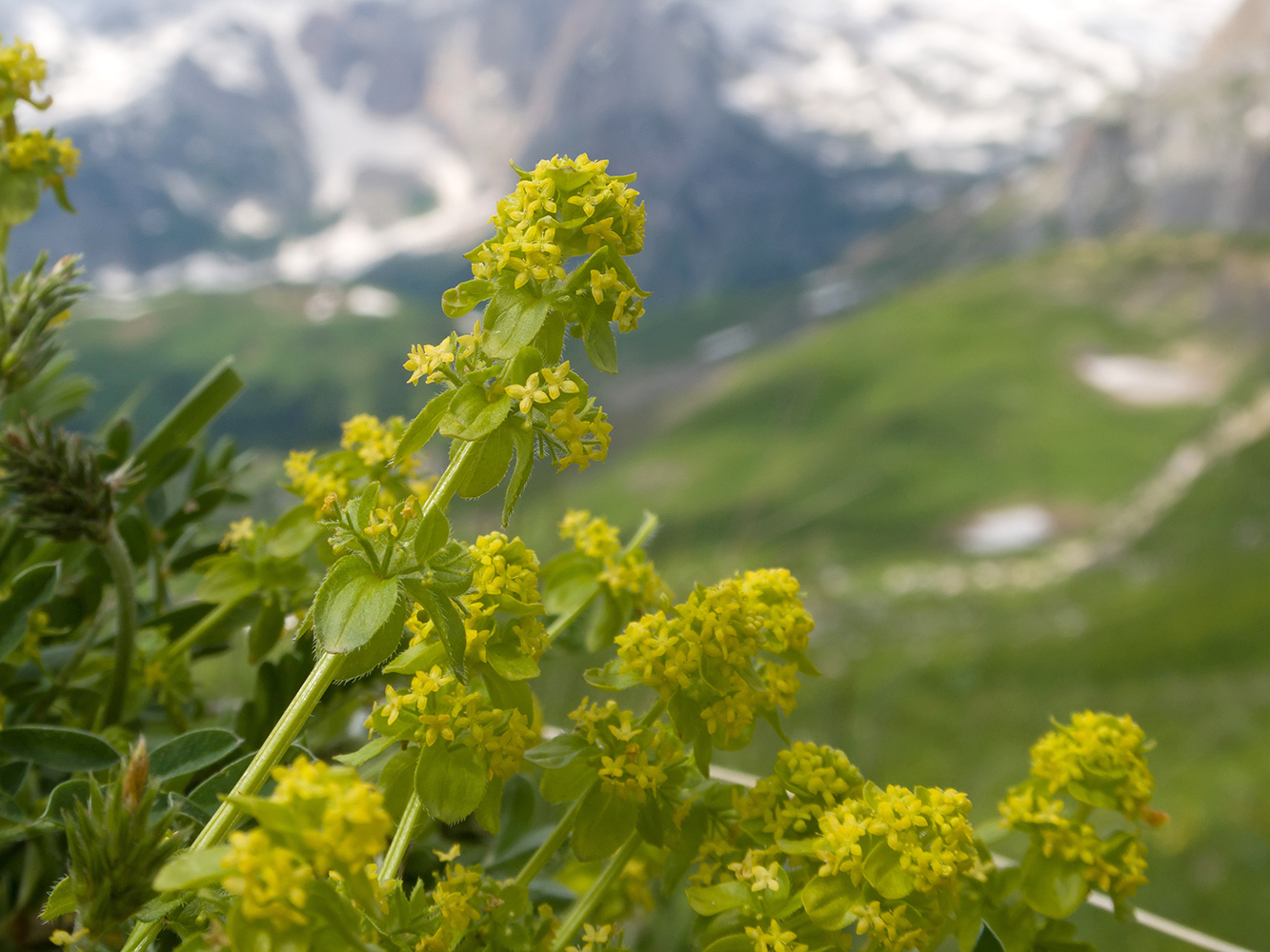 Изображение особи Cruciata valentinae.