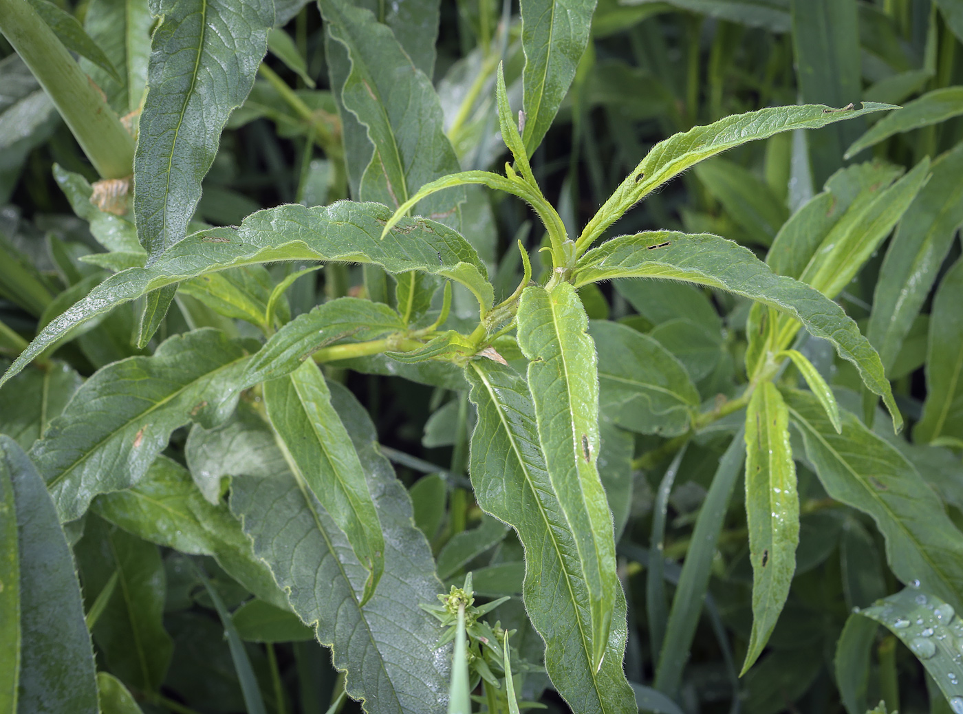 Изображение особи Aconogonon alpinum.