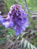 Vicia cracca