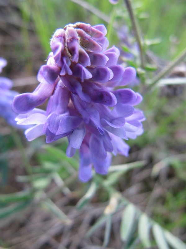 Image of Vicia cracca specimen.