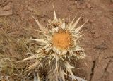 Cirsium turkestanicum