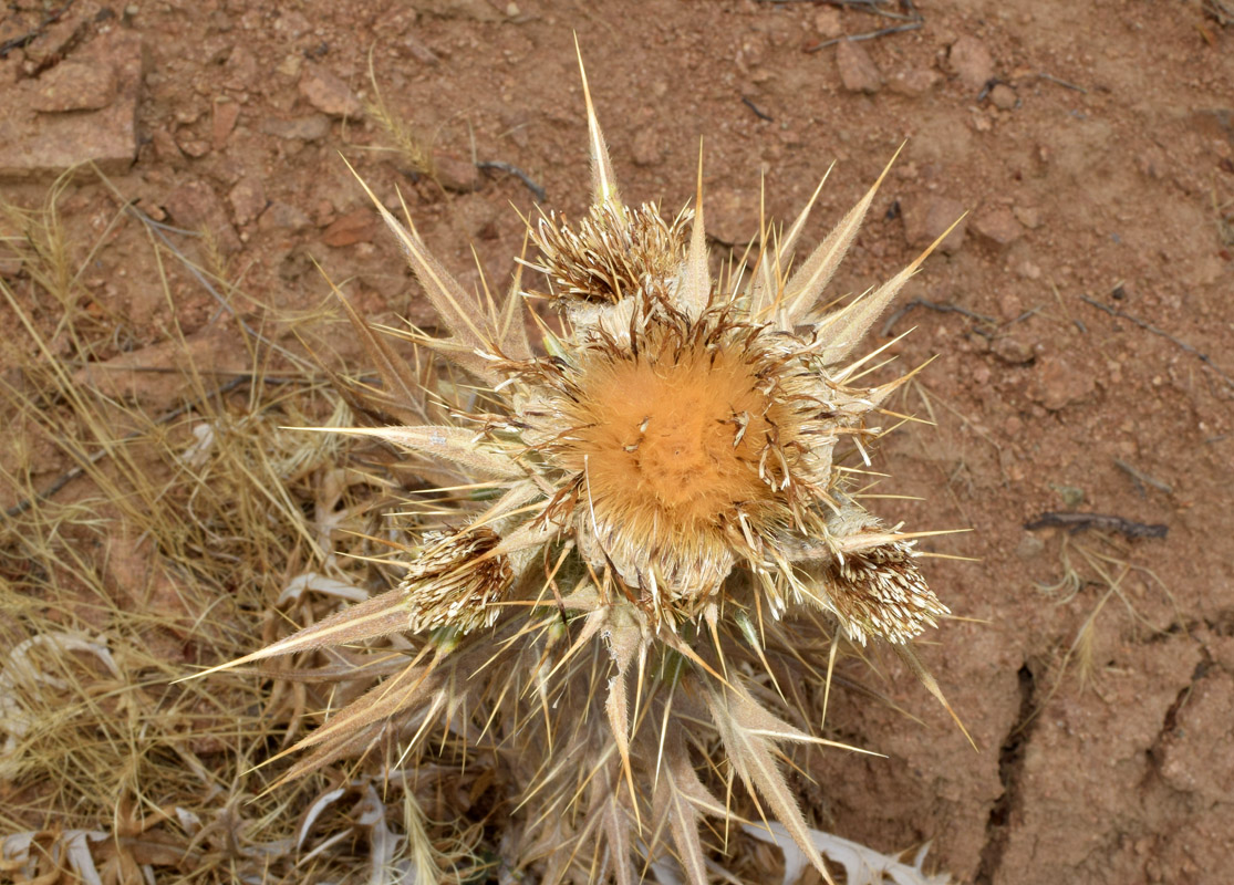 Изображение особи Cirsium turkestanicum.