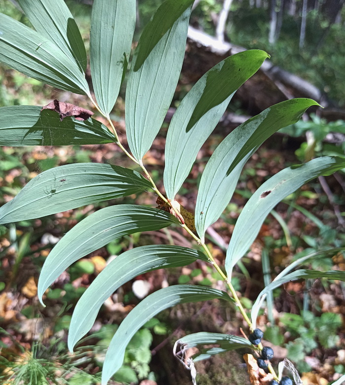 Image of Polygonatum multiflorum specimen.