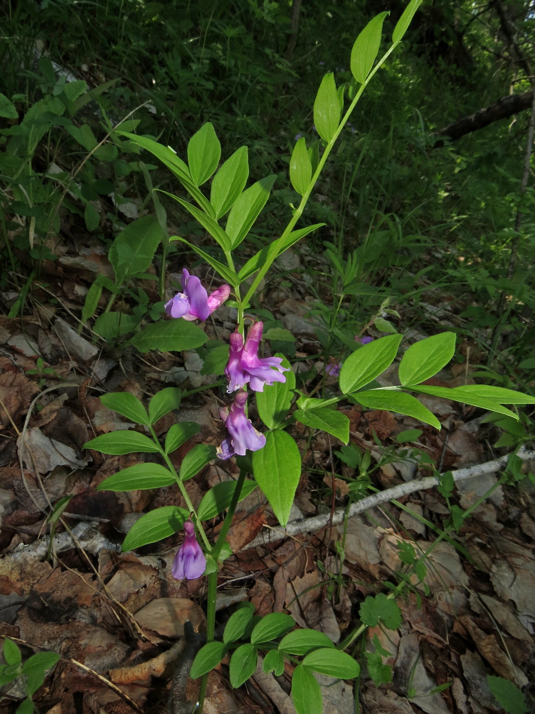 Image of Lathyrus frolovii specimen.