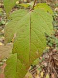 Viburnum sargentii