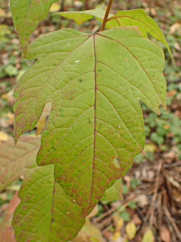 Изображение особи Viburnum sargentii.