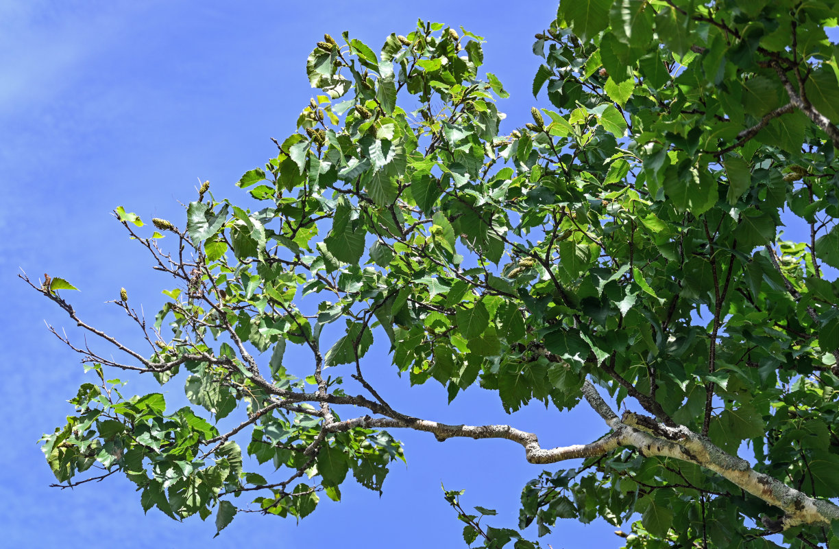 Image of Betula ermanii specimen.