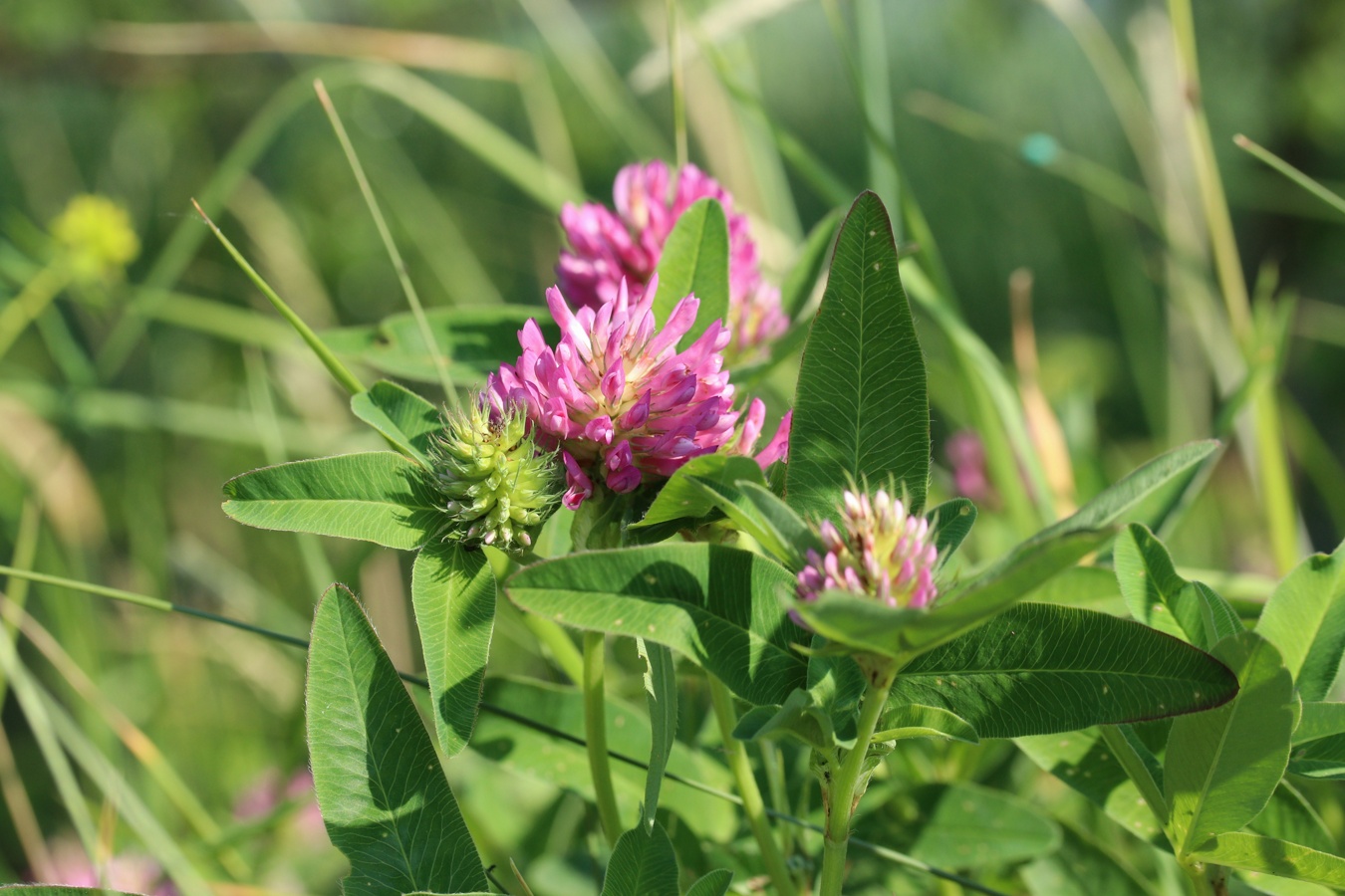 Image of Trifolium medium specimen.