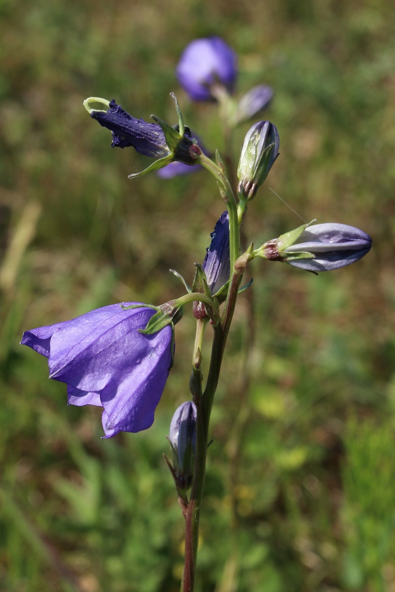 Image of Campanula persicifolia specimen.