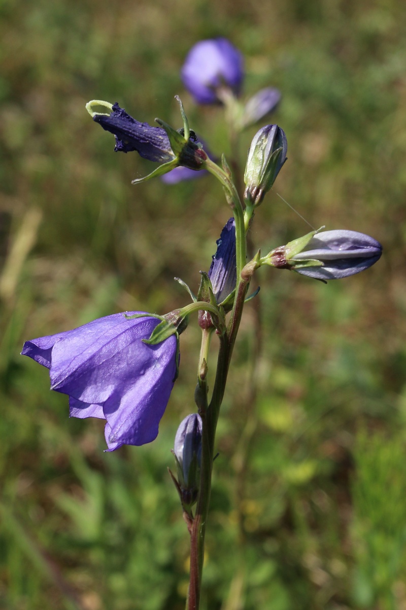 Изображение особи Campanula persicifolia.