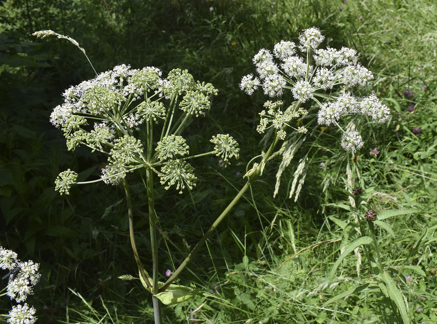 Изображение особи Angelica sylvestris.