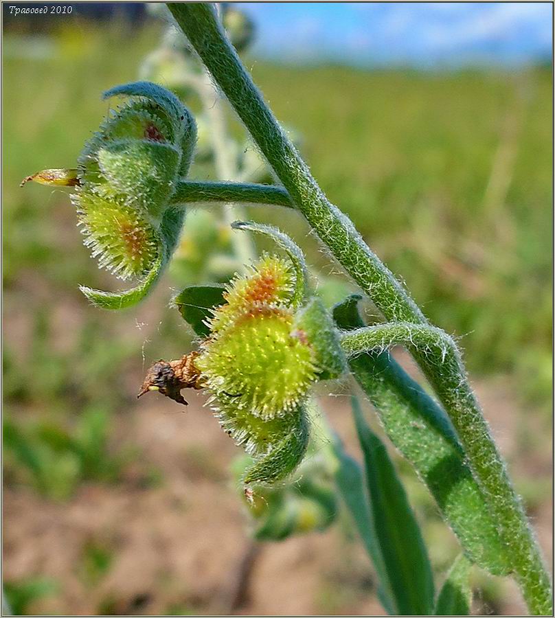 Image of Cynoglossum officinale specimen.