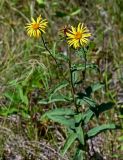 Inula hirta. Верхушка цветущего растения. Оренбургская обл., Кувандыкский гор. округ, Карагай-Губерлинское ущелье, луг. 04.07.2023.