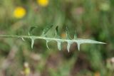 Taraxacum scariosum