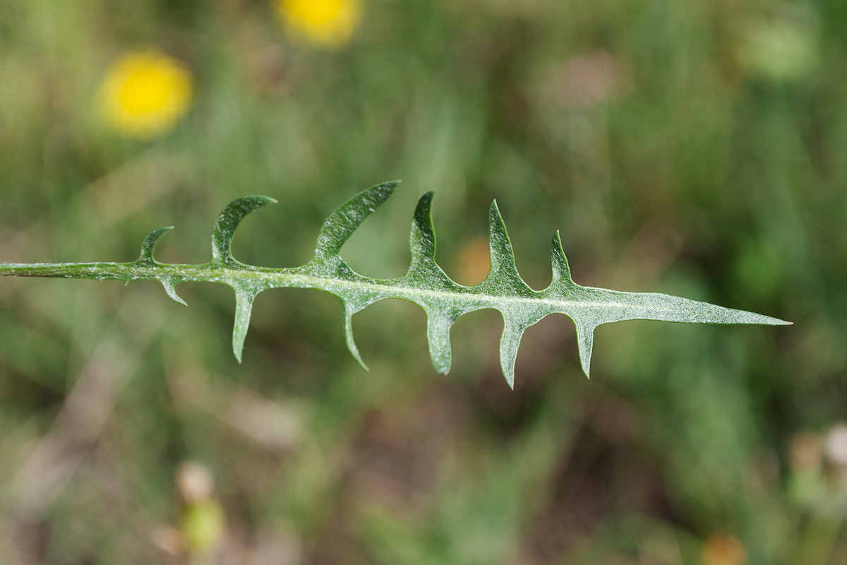 Image of Taraxacum scariosum specimen.