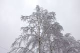 Betula pendula. Кроны в снегу. Московская обл., г. Электрогорск, ул. Советская, в культуре. 24.12.2023.