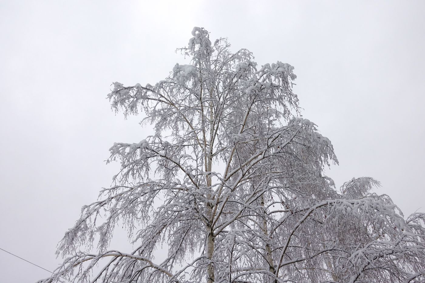 Изображение особи Betula pendula.