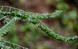 Cynoglossum officinale