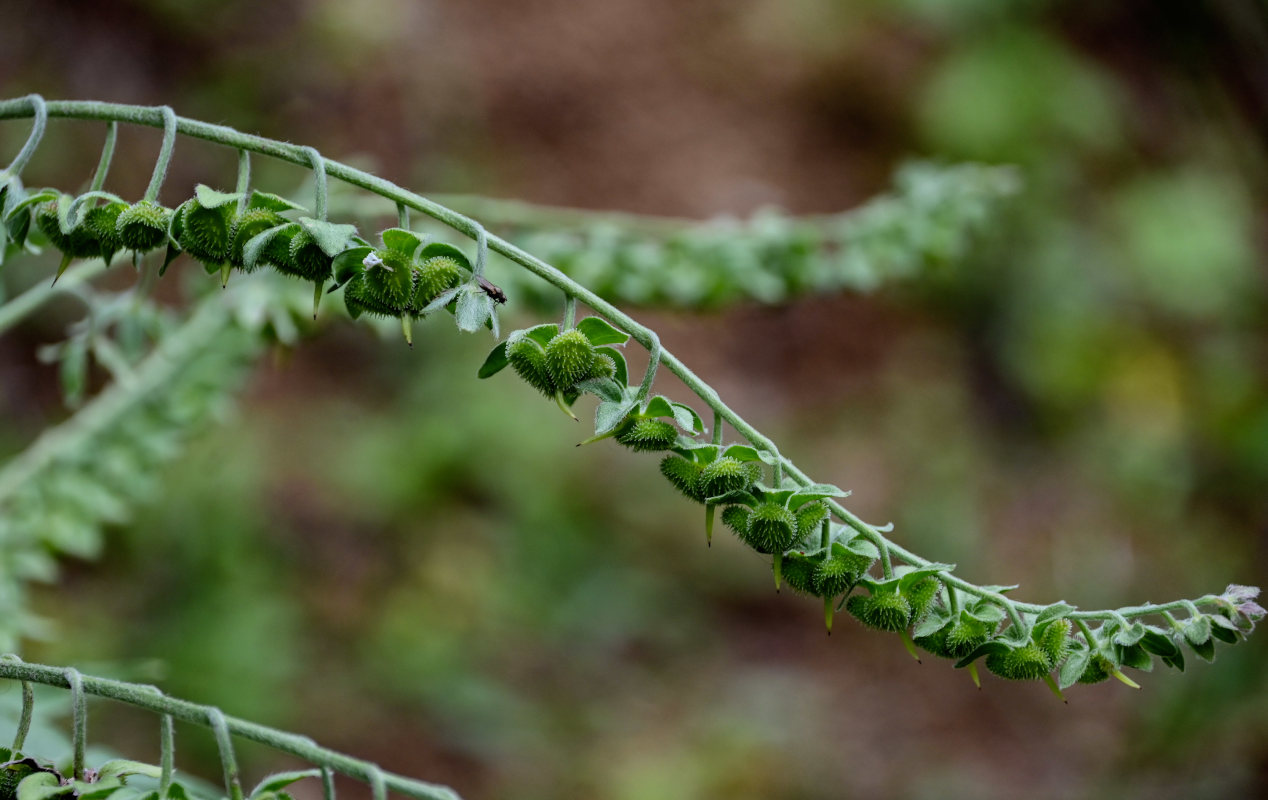 Изображение особи Cynoglossum officinale.