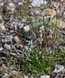 Silene graminifolia. Цветущее растение. Киргизия, Ошская обл., Памир, Заалайский хр., долина р. Ачик-Таш, ≈ 3600 м н.у.м., каменистый склон. 04.07.2022.