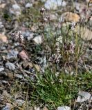 Silene graminifolia