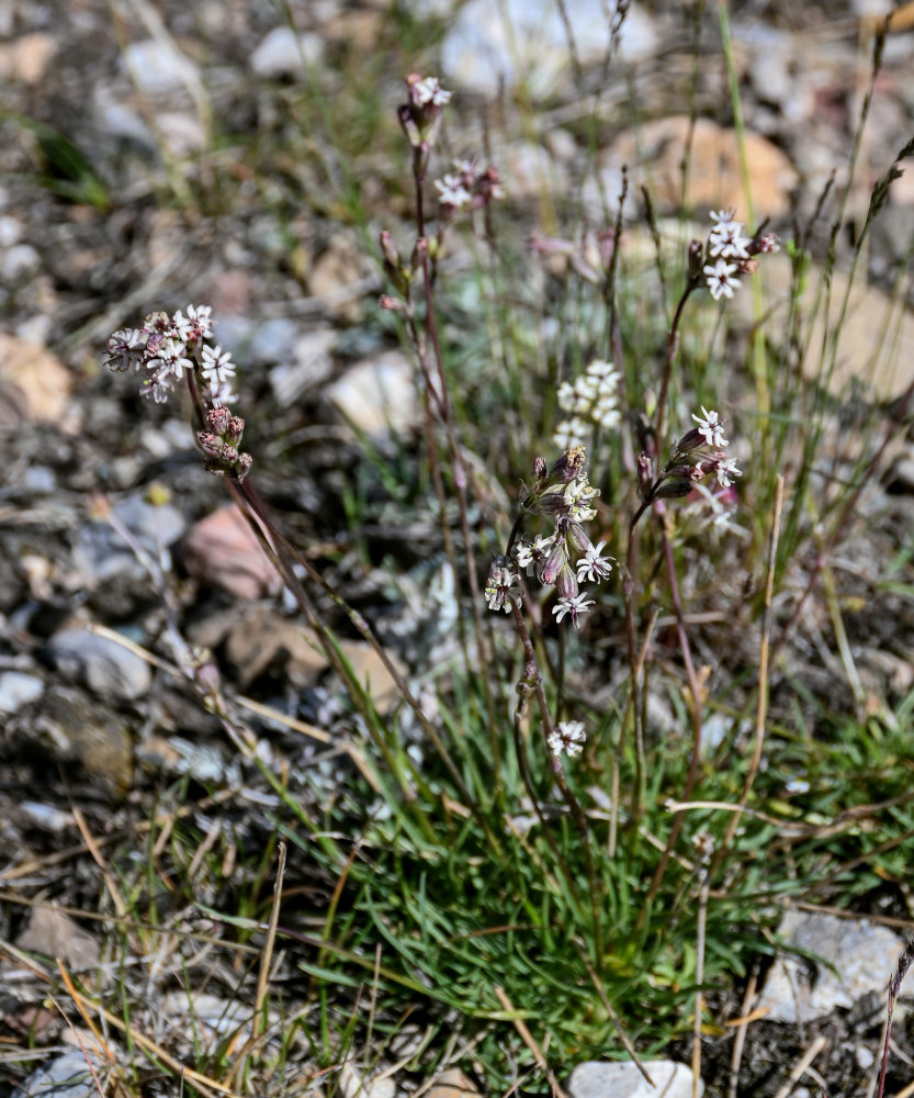 Image of Silene graminifolia specimen.