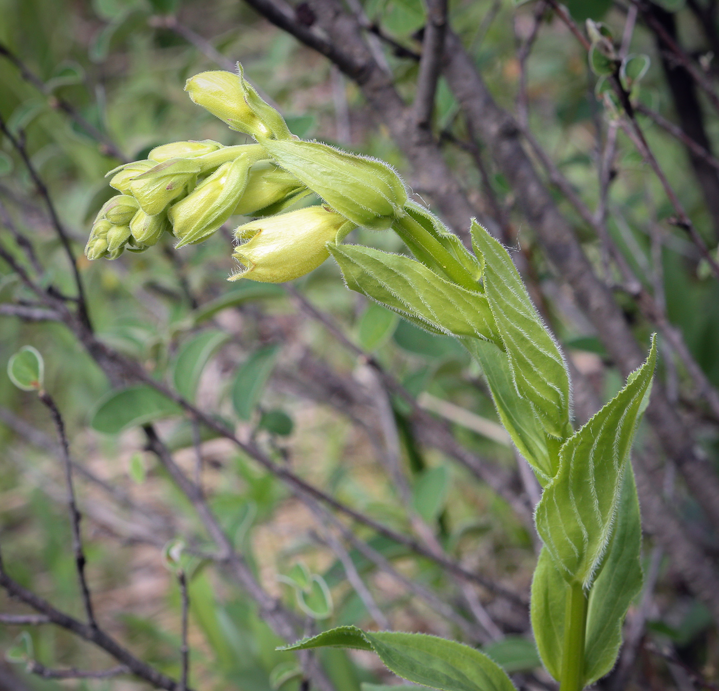 Image of Digitalis grandiflora specimen.