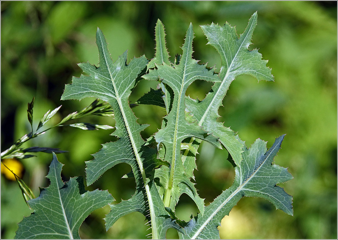 Изображение особи Lactuca serriola.