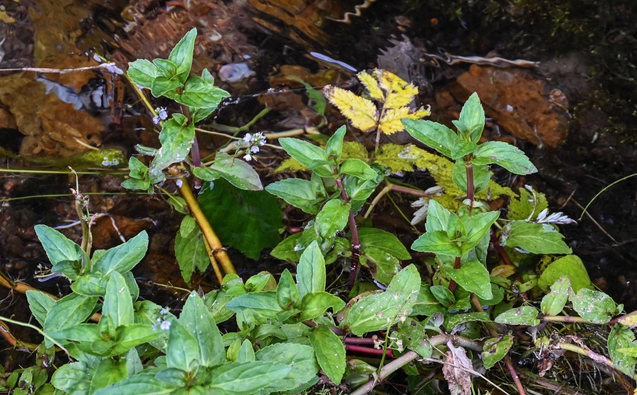 Image of Veronica americana specimen.