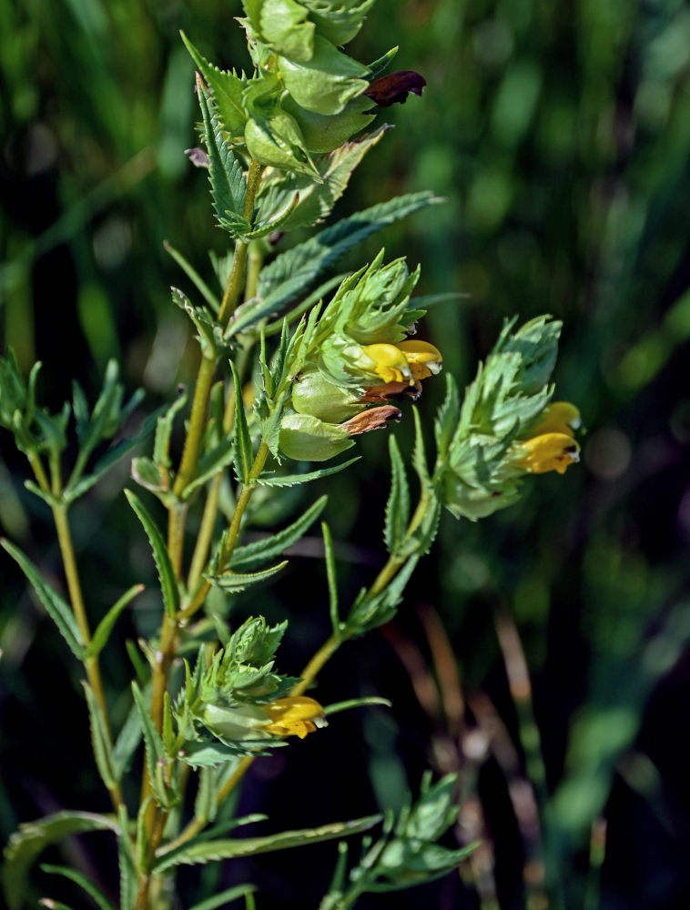 Изображение особи род Rhinanthus.