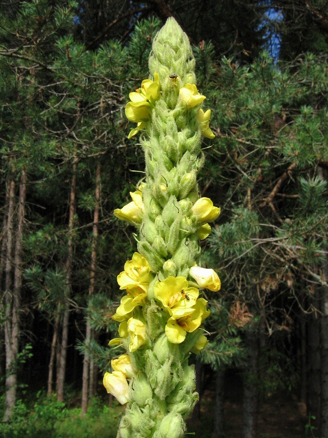 Изображение особи Verbascum thapsus.