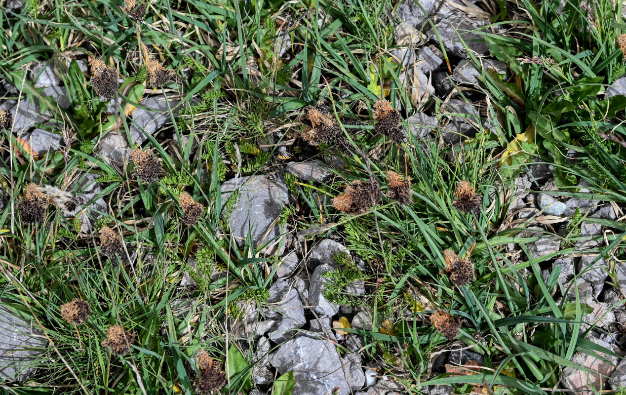 Изображение особи Carex melanantha.