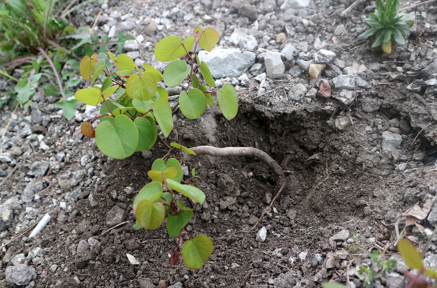 Image of Cercis siliquastrum specimen.