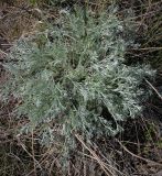 Artemisia campestris