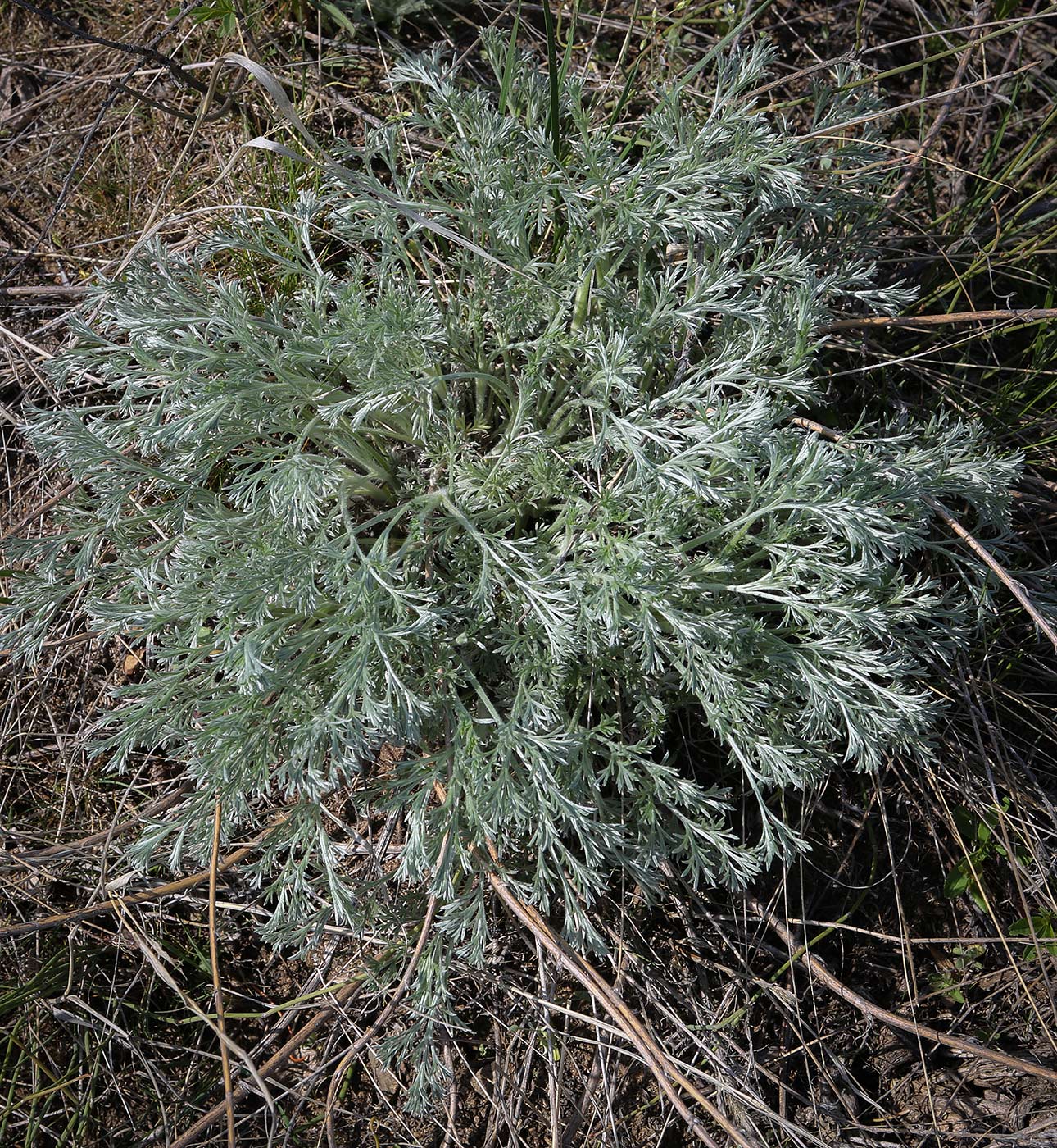 Изображение особи Artemisia campestris.