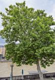 Platanus orientalis. Взрослое дерево. Грузия, г. Тбилиси, в культуре. 10.06.2023.